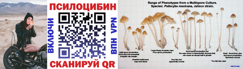 Псилоцибиновые грибы Psilocybe Евпатория